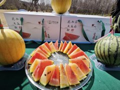 山东昌乐：“火山土”孕育出“有机果”